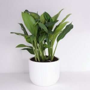 Aglaonema Silver Bay w doniczce