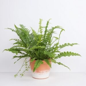 Nefrolepis w doniczce