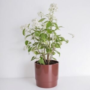 Mieszanka hortensji w doniczce