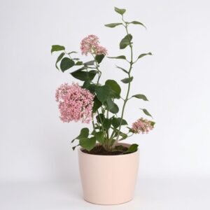 Mieszanka hortensji w doniczce