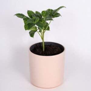 Sadzonka kasztanowca różowego Briotti w doniczce