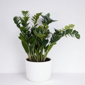Zamioculcas w doniczce
