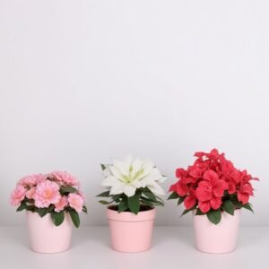 Rododendron (Azalia) w doniczce