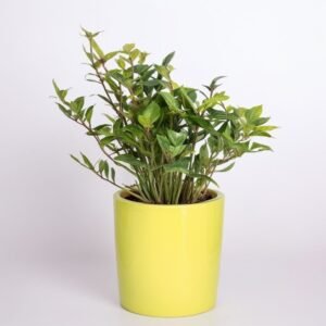 Ilex crenate ciemnozielony w doniczce