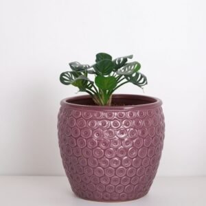 Albuca Friz Sizzle w garnku