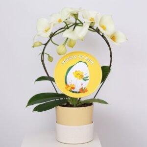 Storczyk Phalaenopsis arch w doniczce