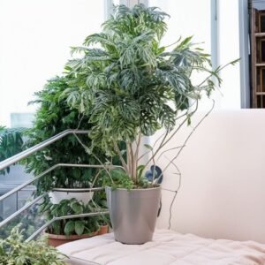 Oliwka XL w doniczce