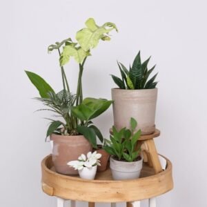 Zestaw w doniczce "Bali"