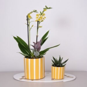 Zestaw w ceramicznym naczyniu "Bali"