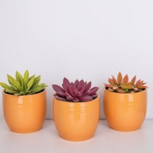 Mieszanka Echeveria w doniczce