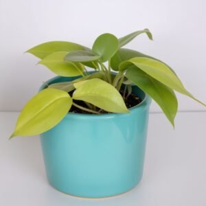 Epipremnum złociste Pothos w doniczce