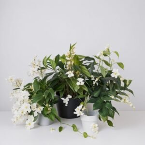 Mandevilla w doniczce