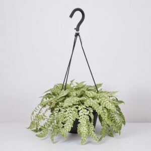 Rozchodnik Morgana (Sedum Morgana) w doniczce wiszącej