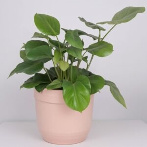 Mąka maranty białożyłkowa w doniczce